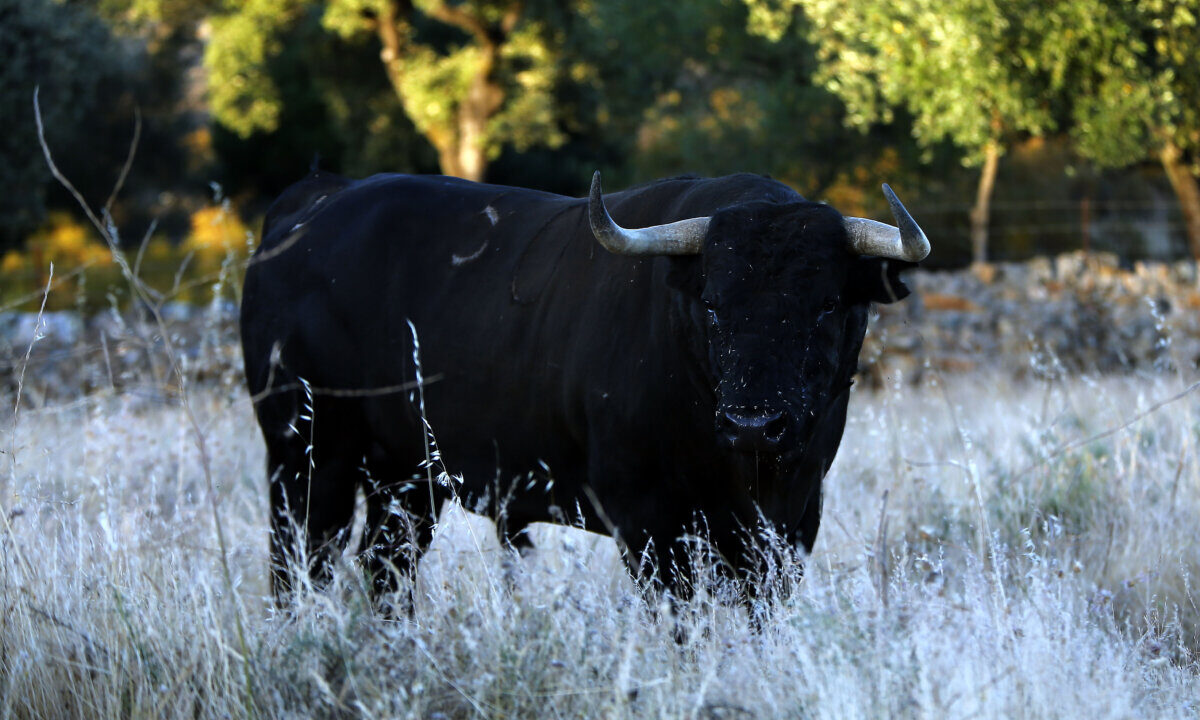 Javier Soto de la Fuente: “Las fundas le quitan la dignidad al toro”