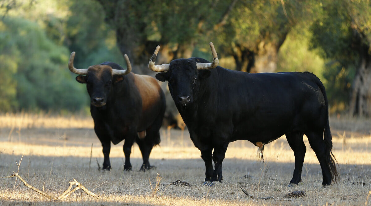 Con los mimbres de la casta