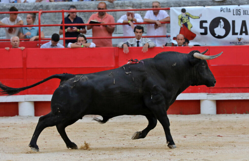 Beaucaire ya tiene ganaderías para su feria de julio