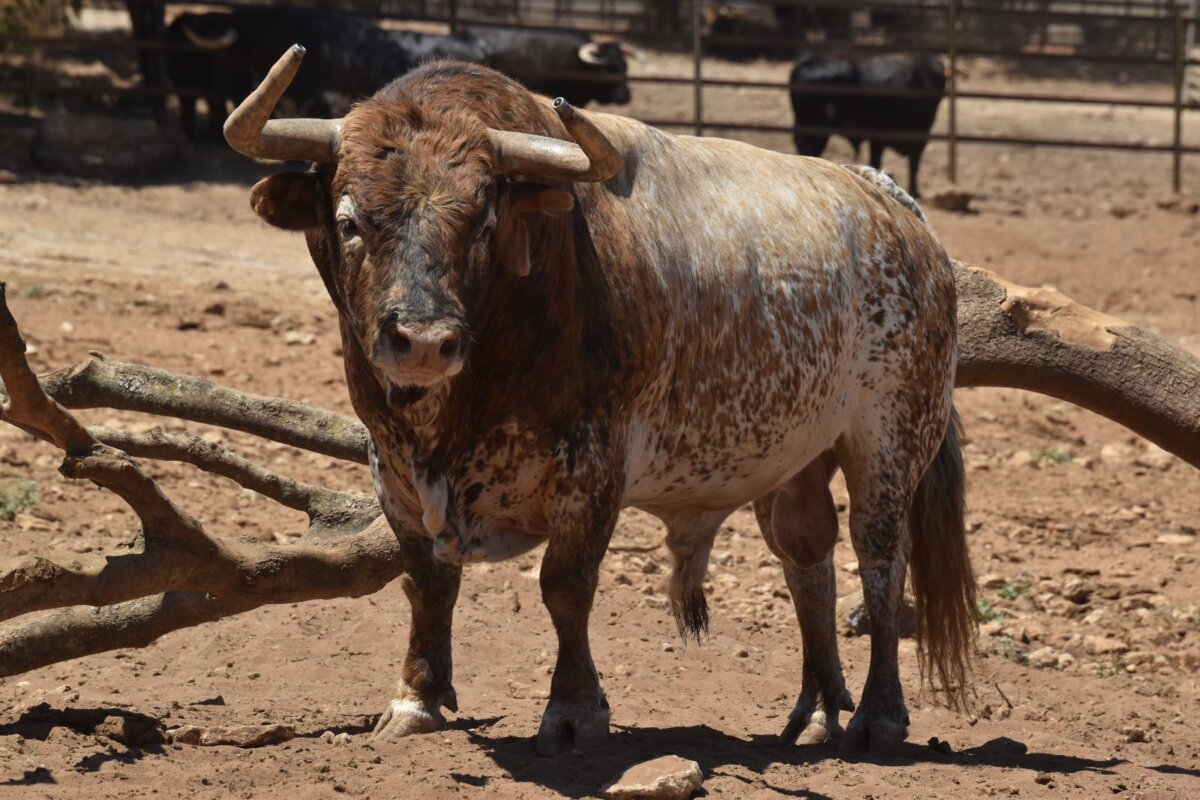 Los toros de Torrestrella para las Colombinas de Huelva