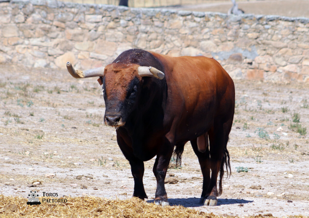 Seria y armónica corrida de Conde de Mayalde para Manzanares