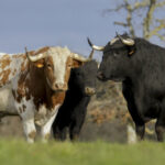 Foto: Isma Sánchez.