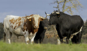 Foto: Isma Sánchez.