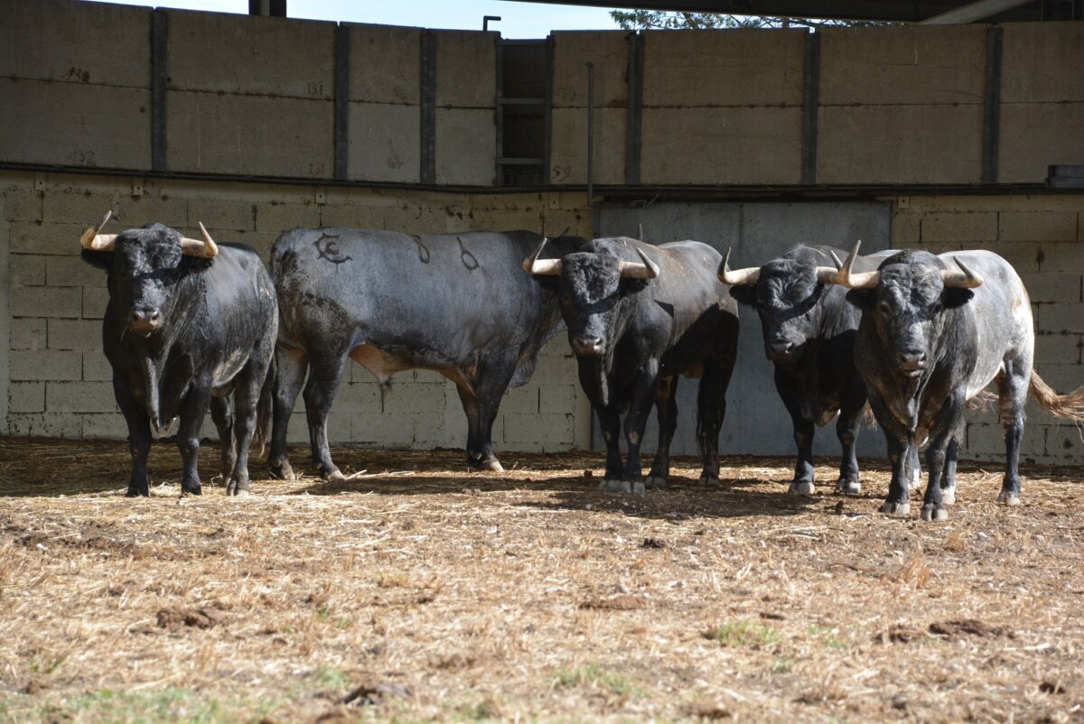 Estos son los toros de La Quinta para Morante, Aguado y Solera en Arles