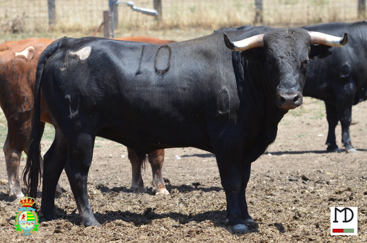 Los novillos de Montealto para la gran final del Alfarero de Plata