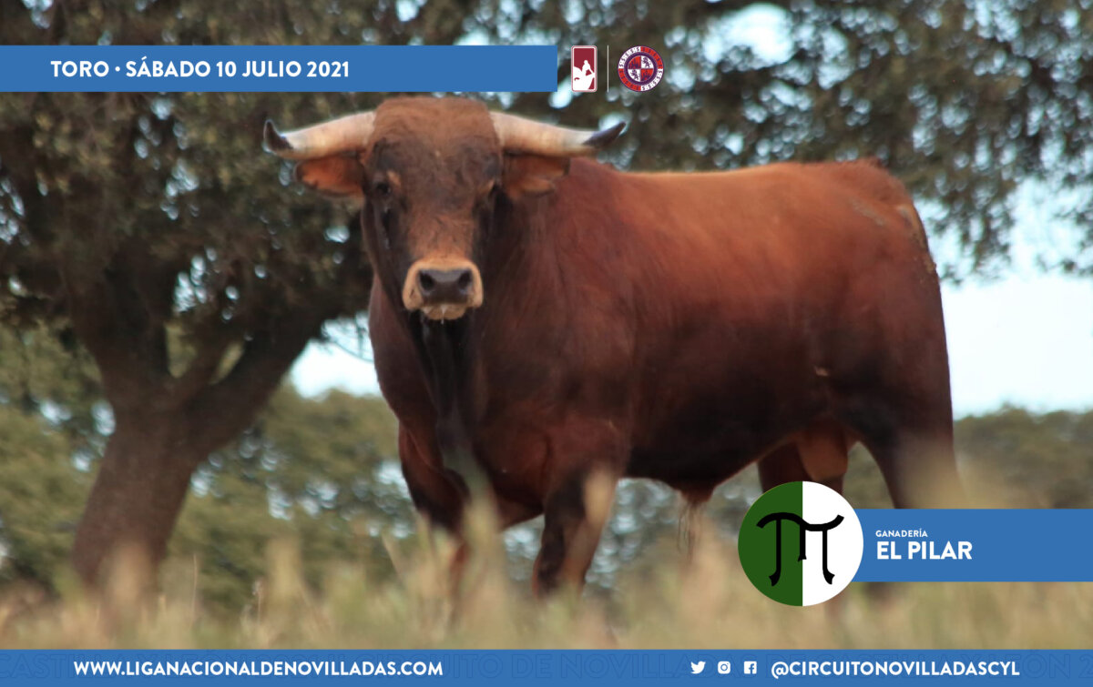 Los novillos para el desafío ganadero del Circuito de Castilla y León