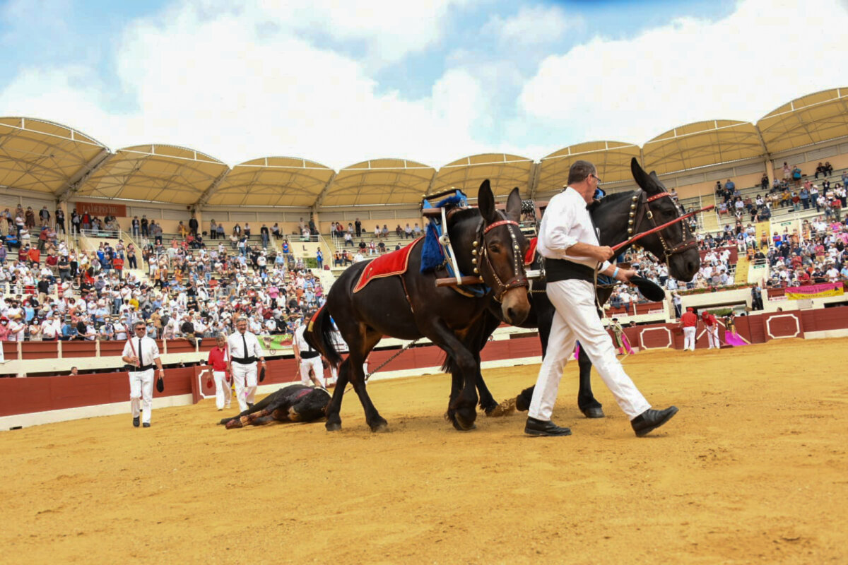 Interesante novillada de Raso de Portillo en Vic-Fezensac