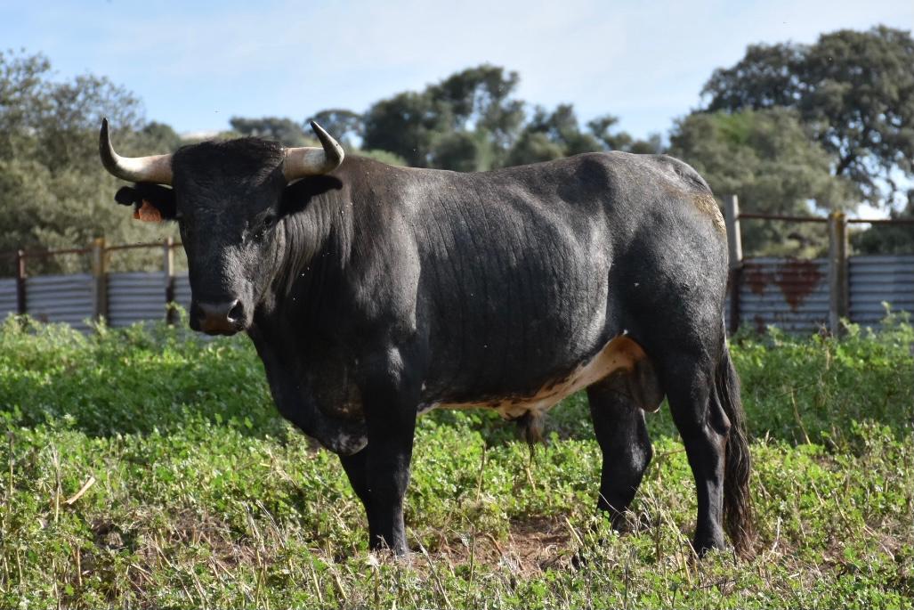 Preparados los toros y los novillos para el fin de semana torista de Ceret