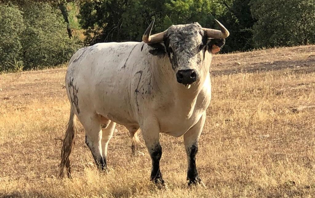 Los toros de Guadalest para este domingo en Tudela
