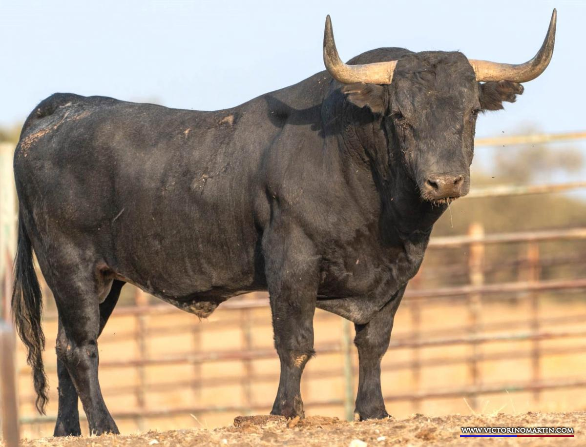 Los imponentes victorinos para Daimiel