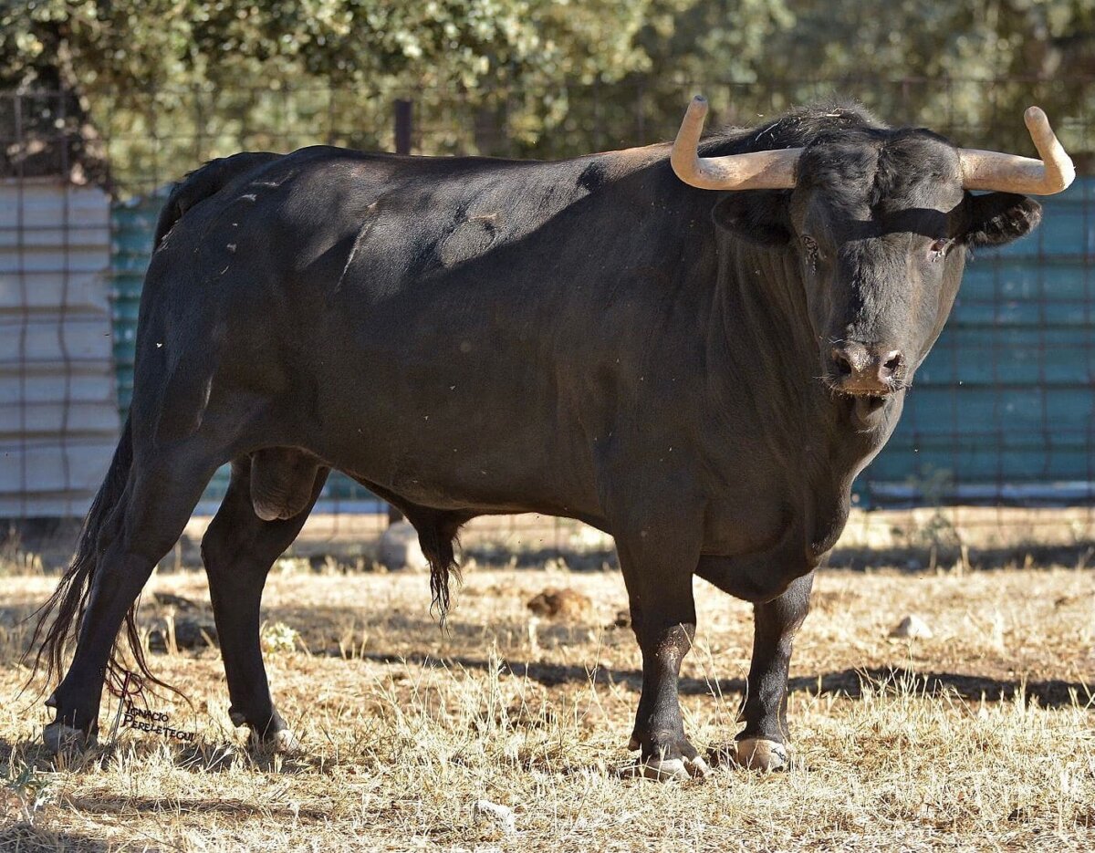 Gómez de Morales, seriedad para Añover de Tajo