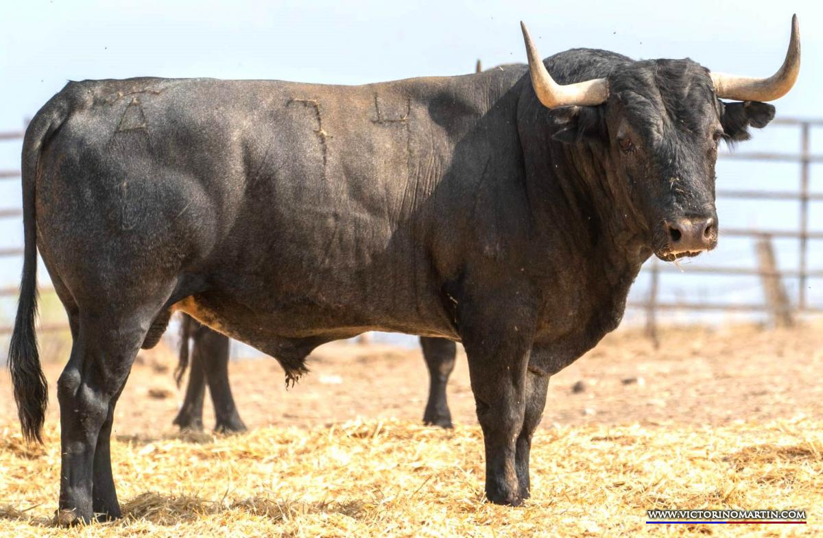 Estos son los toros de Victorino Martín para Priego de Córdoba