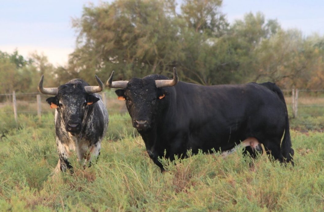 Estos son los toros de Margé que se lidiarán este sábado en Beziers