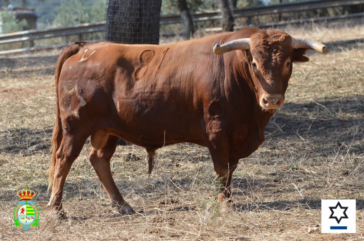 Jandilla estará presente en la segunda novillada del Alfarero de Oro