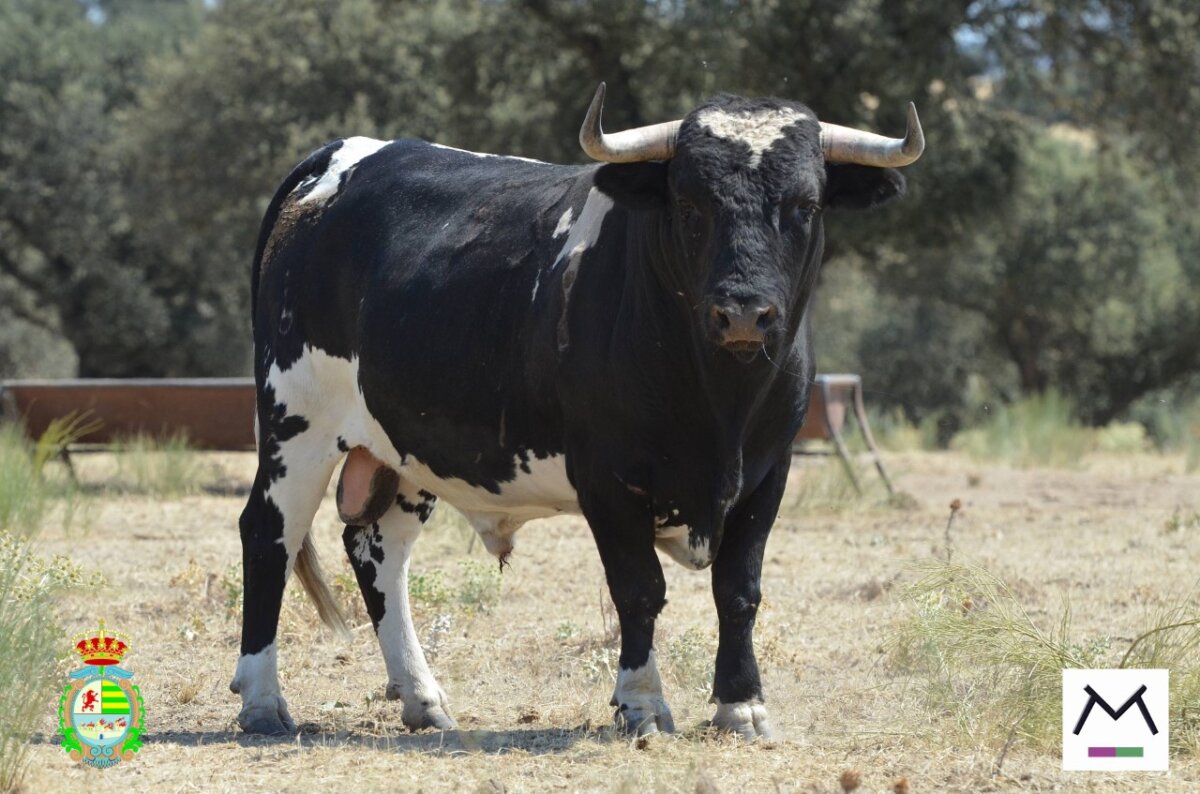 Listos los seis de Monteviejo que se lidiarán en Villaseca