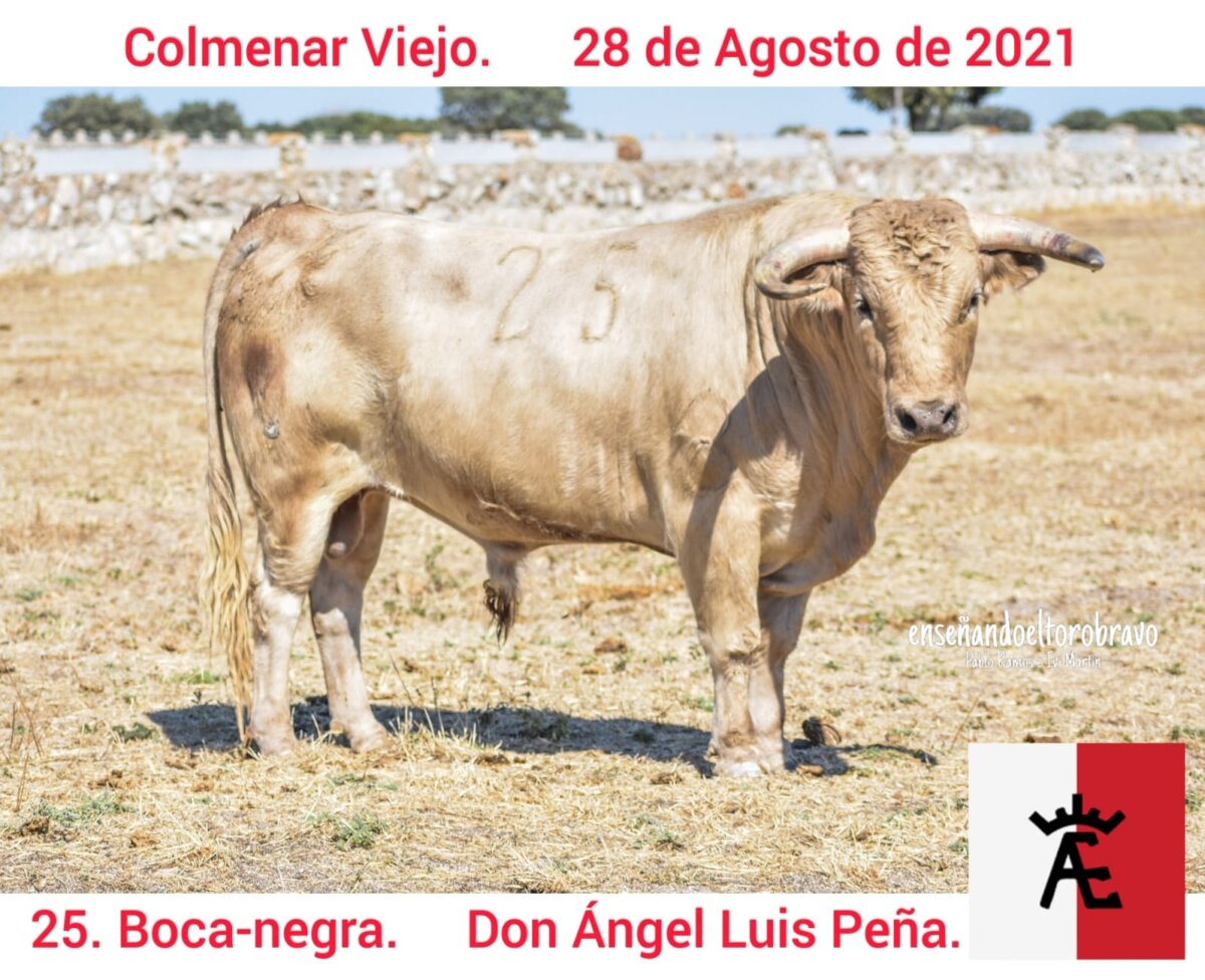 Los novillos de Ángel Luis Peña para Colmenar Viejo