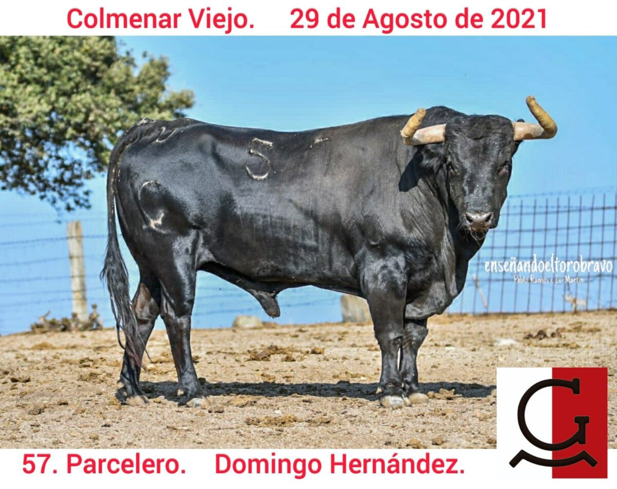 Los toros de Domingo Hernández para Colmenar Viejo