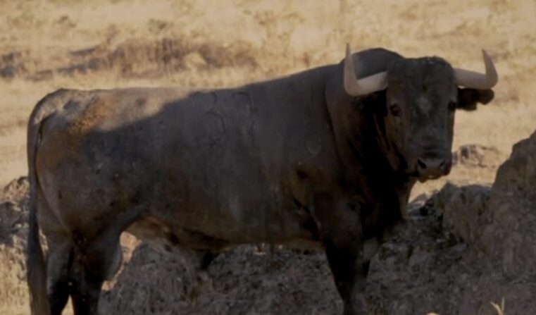 Los toros de Victorino Martín para Priego de Córdoba