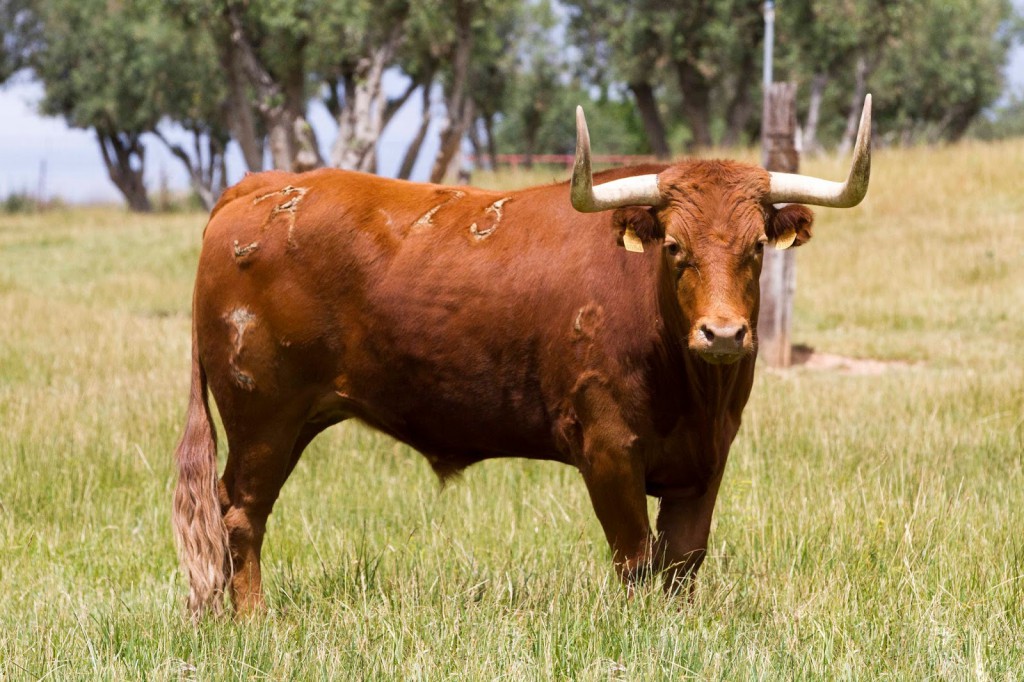 Arriazu lidiará la primera corrida de Casta Navarra en España