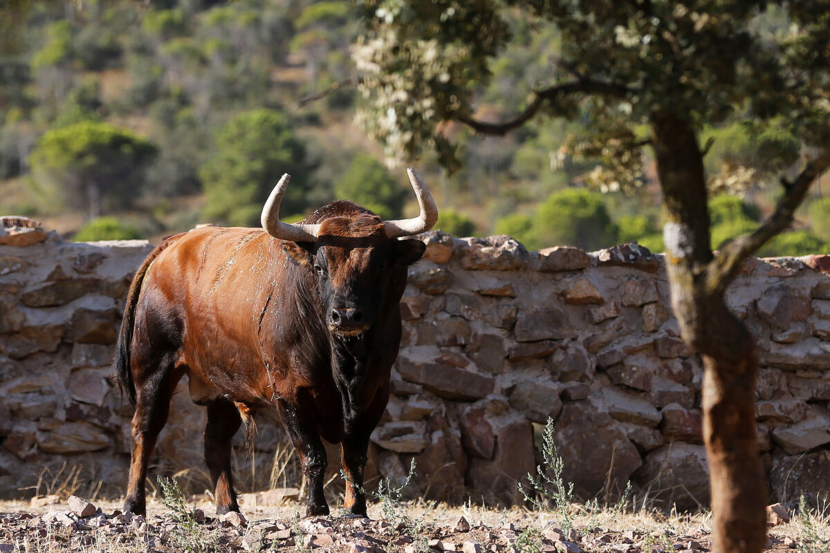 Estos son los toros de El Montecillo para la Goyesca de Bayona