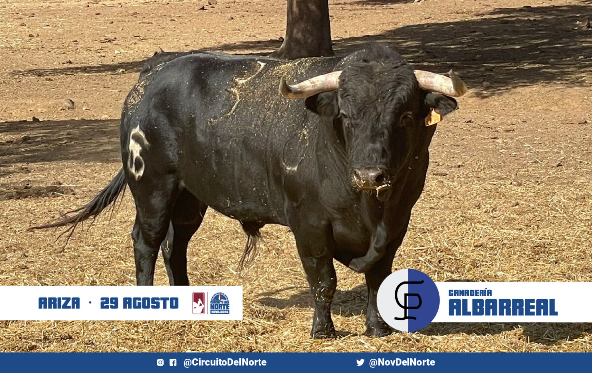 Los novillos de Albarreal para la clasificatoria de Ariza