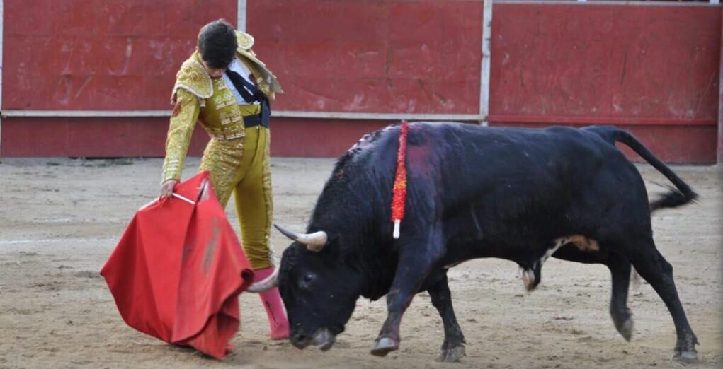 Manuel Perera indulta a Belicoso en una extraordinaria novillada de Fuente Ymbro en Los Molinos