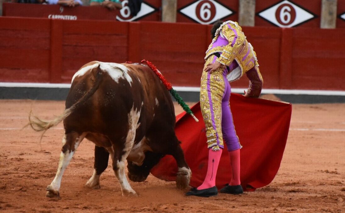 Gandillito, de Galache, Toro de Oro de la feria de Salamanca