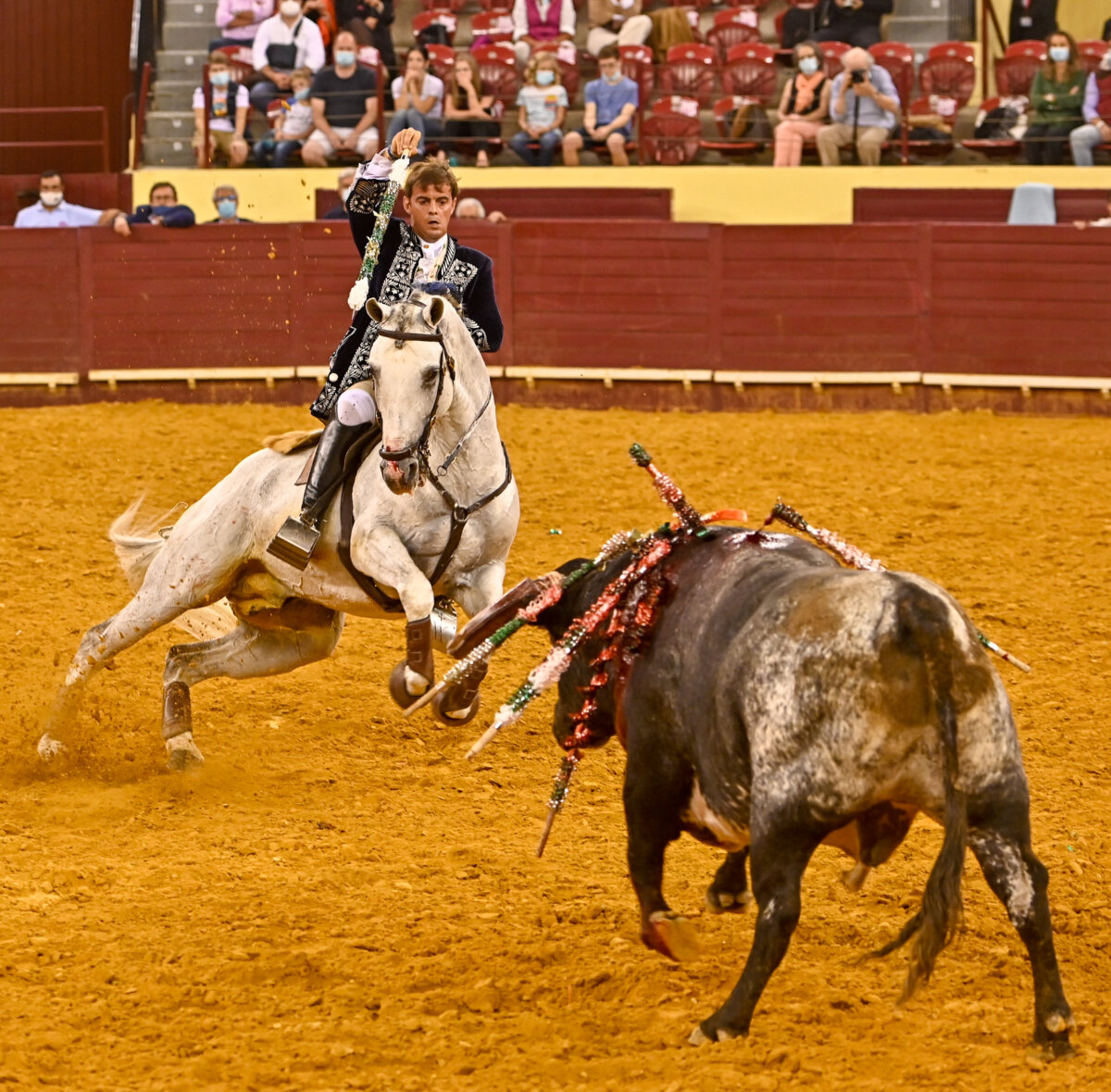 Tres gallos de pelea en Lisboa
