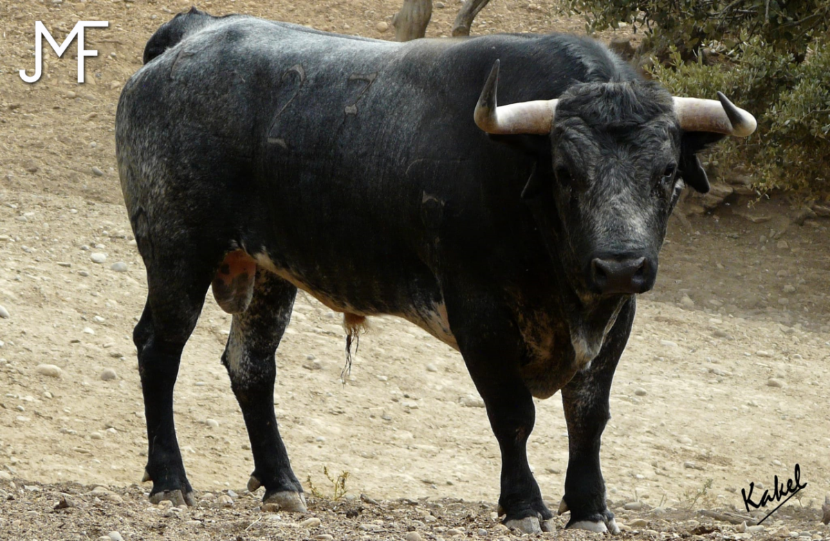 Estos son los toros de Los Maños que serán lidiados en Andorra