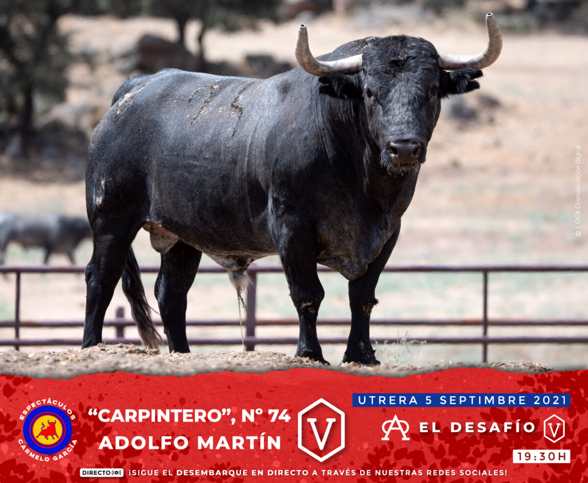 Seriedad en los miuras y los adolfos para su duelo en Utrera