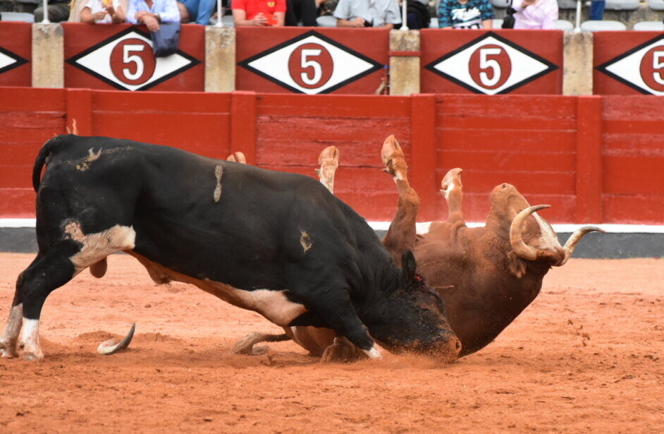 Accidentado desenjaule en Salamanca: un toro de Galache apuntillado y otro inutilizado para la lidia