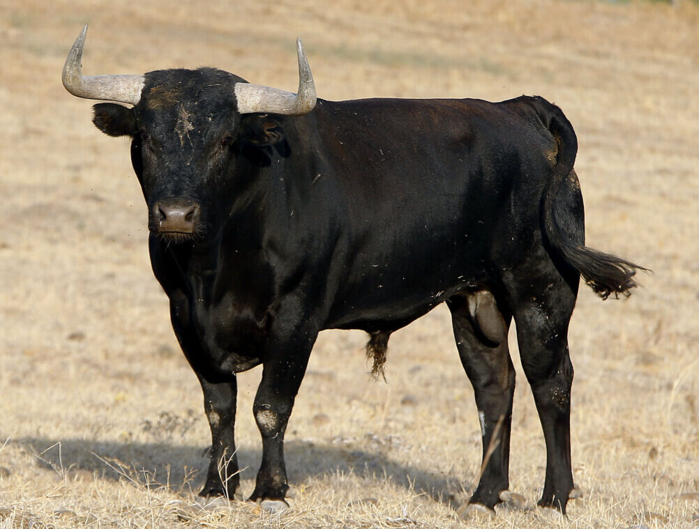 Miura: Sevilla en el punto de mira