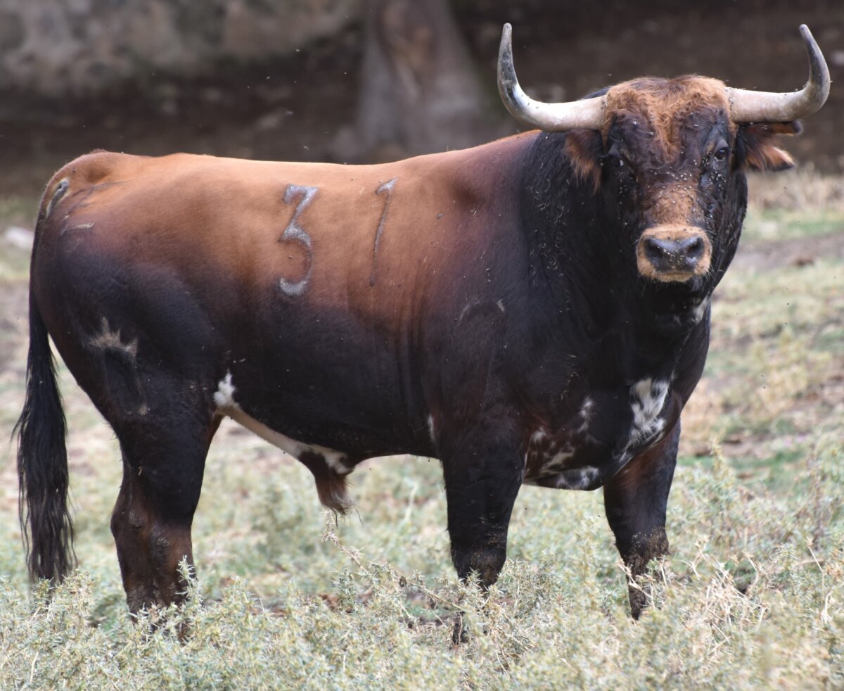 Estos son los toros de Marqués de Quintanar para este domingo en Segovia