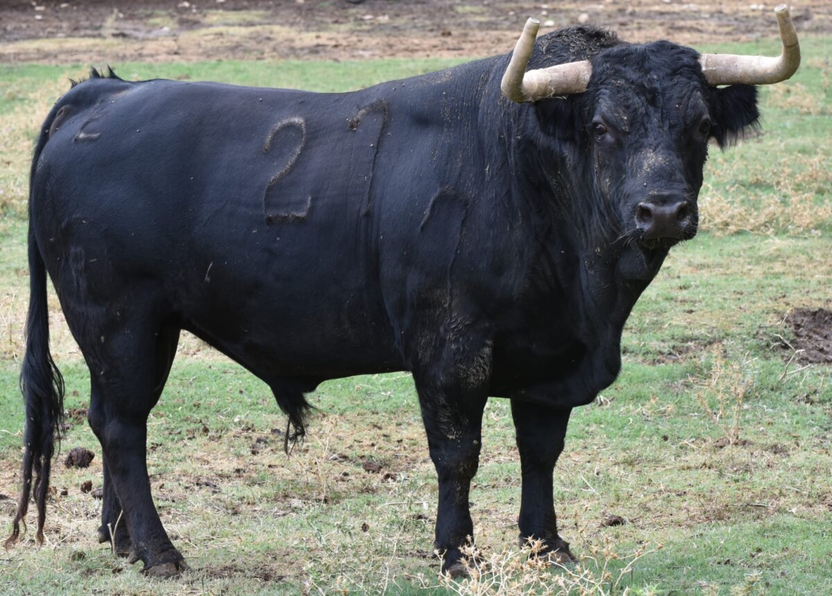 Los toros de Los Derramaderos para Sangüesa