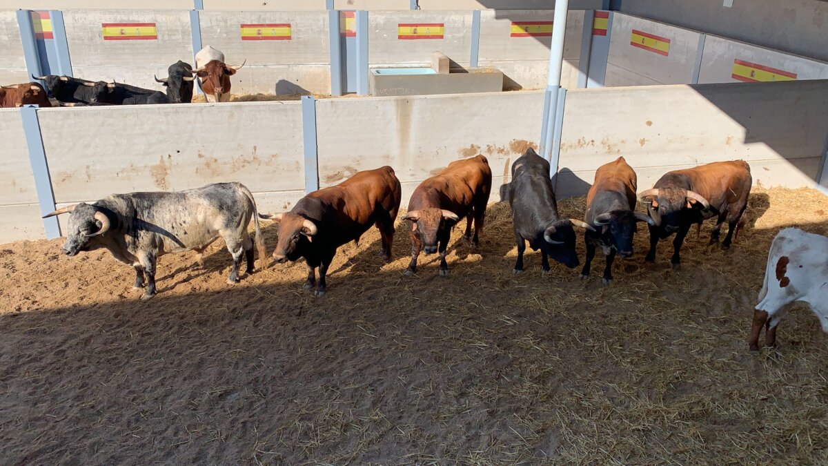 Diosleguarde y Mora se caen de Villaseca, pero la novillada sigue adelante