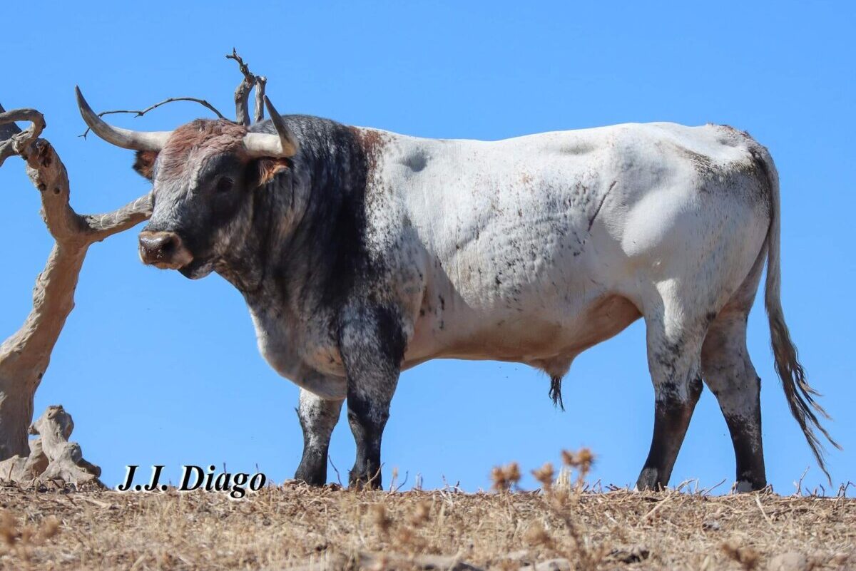Los toros de Miura para la gesta de Morante en Sevilla