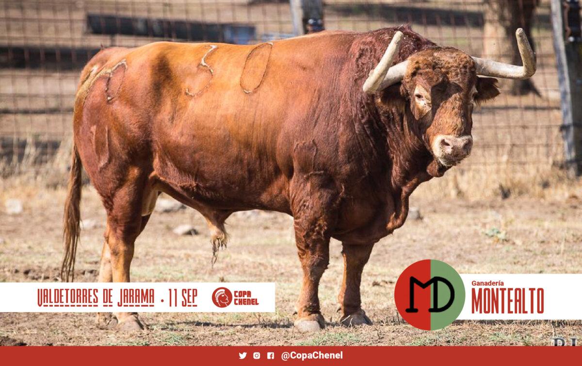 Los toros de Montealto y Los Maños para Valdetorres de Jarama