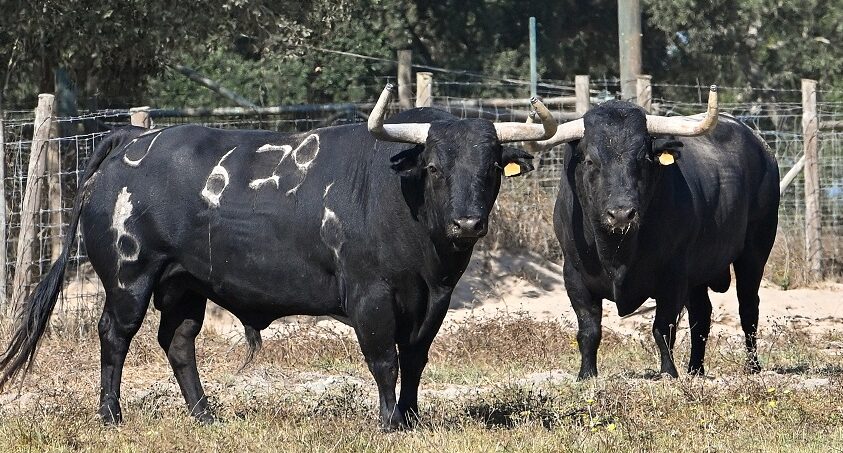 Estos son los toros de Palha que se lidiarán en el 120 aniversario de Vila Franca de Xira