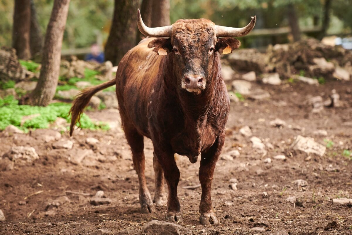 Estos son los novillos de Reta de Casta Navarra que serán lidiados en Corella
