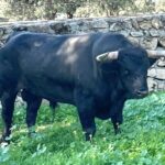 Lopez Gibaja: nº-4, negro de pelo.