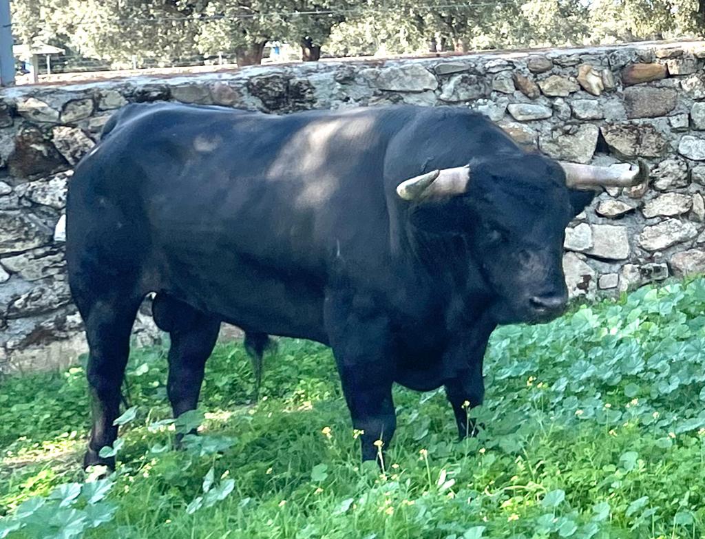 Lopez Gibaja: nº-4, negro de pelo.