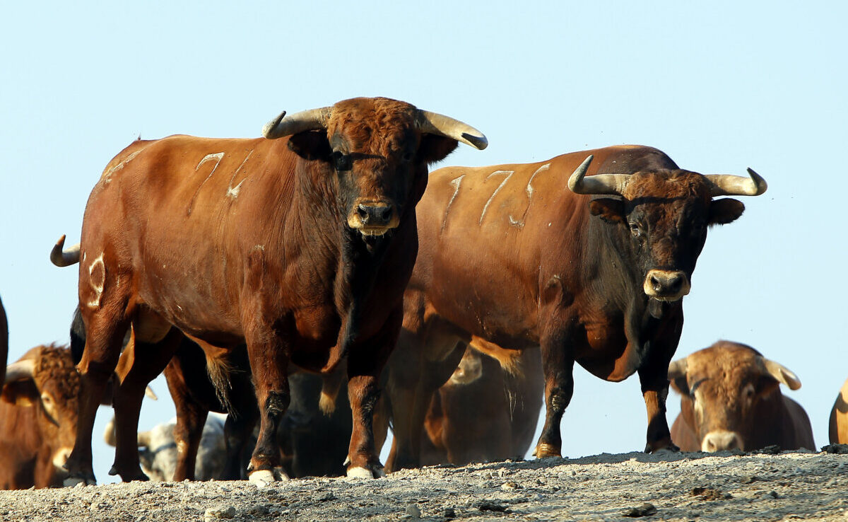 Bailleres adquiere una parte de Núñez del Cuvillo