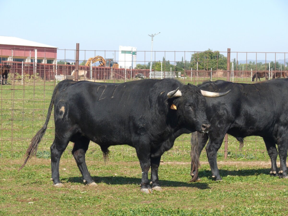 Entipada novillada de Hermanas Azcona para Tafalla