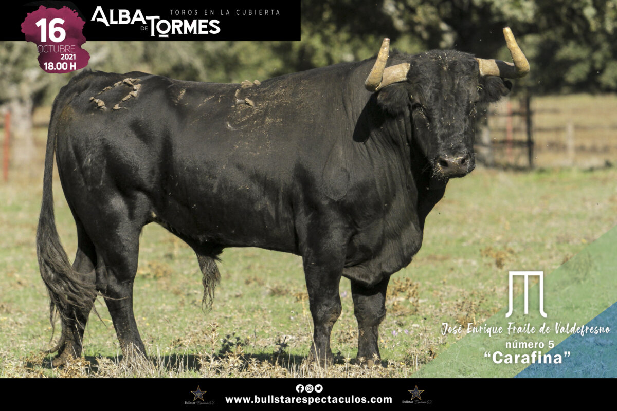 Seis toros de seis ganaderías para la corrida concurso de Alba de Tormes
