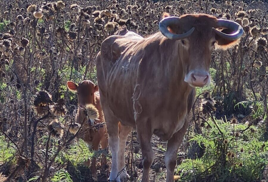 "Papelera ya no está sola en el gran cerrado del arroyo y esta vez nada ni nadie hará cambiar esta nueva condición"