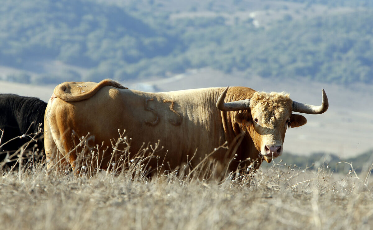 Pamplona, Sevilla, Dax, Arles…, los destinos de Cuvillo para 2022
