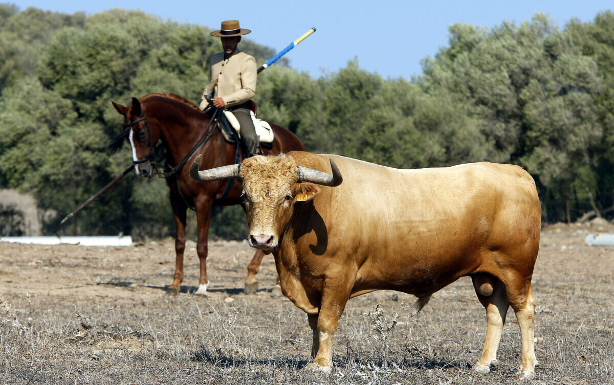 "Si mi ganadería no tiene muchos toros buenos, sí tiene pocos toros malos"