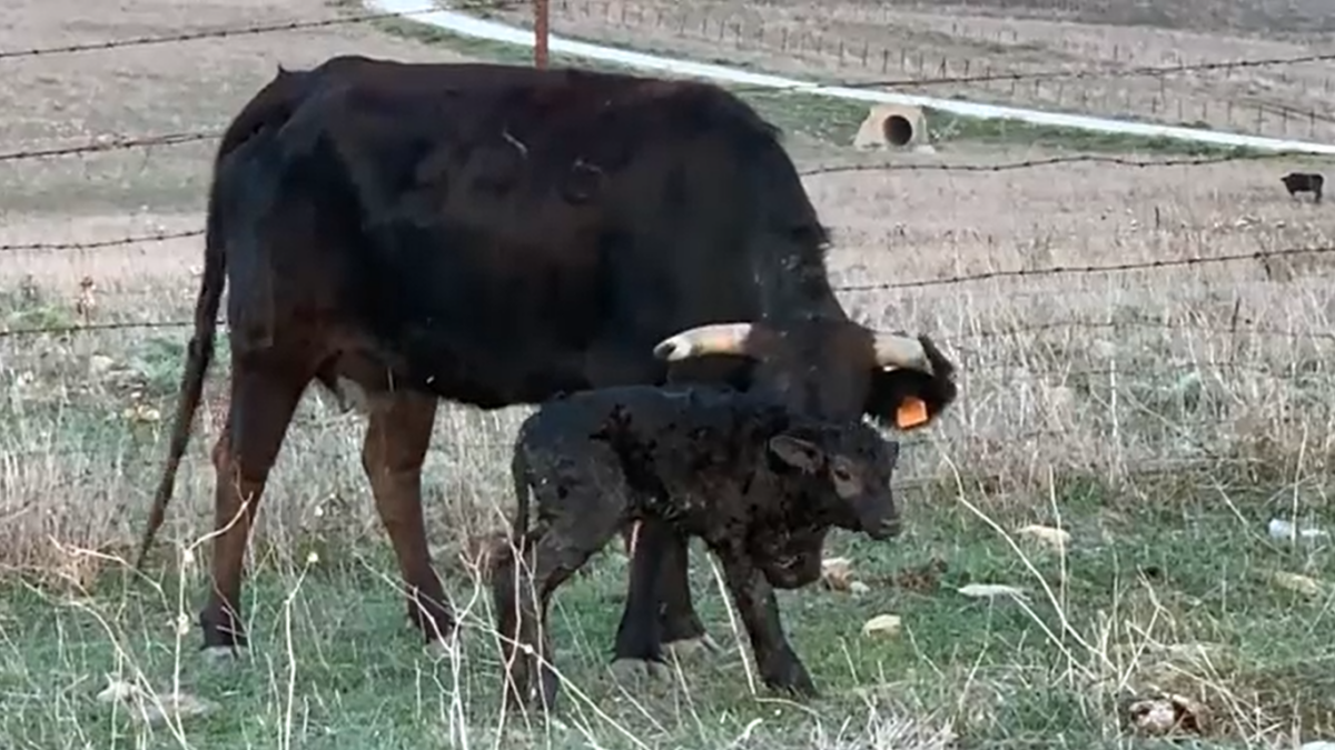 La bravura se abre paso