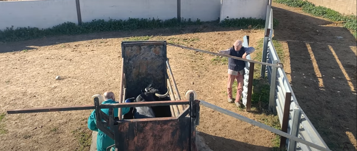 El valor de un veterinario en acción en la ganadería de Victorino Martín