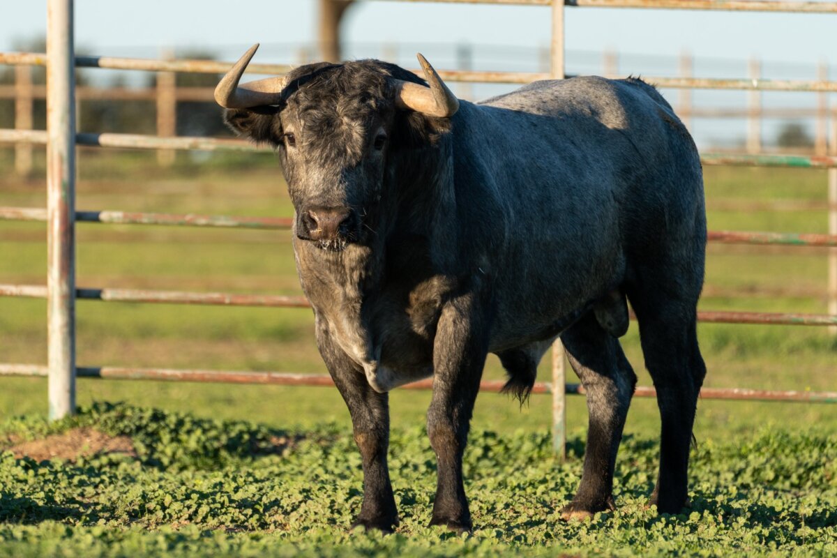 Estos son los victorinos que saltarán al ruedo el 30 de diciembre en Cañaveralejo